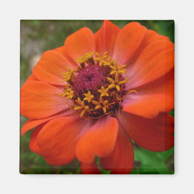 Orange Zinnia Wildflower Nature Floral Magnet (Front)