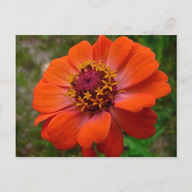 Orange Zinnia Wildflower Nature Floral Postcard (Front)