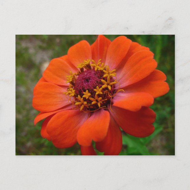 Orange Zinnia Wildflower Nature Floral Postcard (Front)