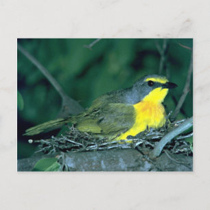 Orangebreasted Bush Shrike Postcard