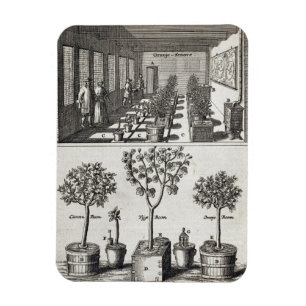 Orangery, from 'De Nederlandze Hesperides' by Jan Magnet