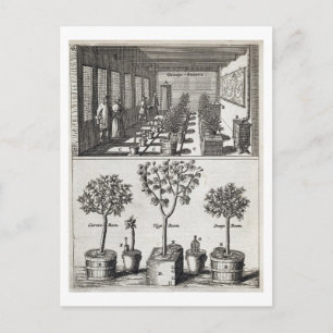 Orangery, from 'De Nederlandze Hesperides' by Jan Postcard