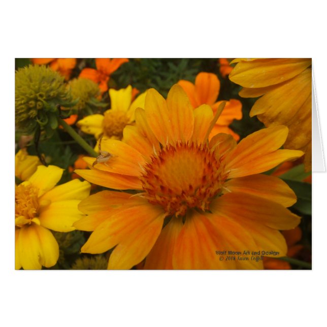 Oranges And Lemons Blanketflower With Crab Spider (Front Horizontal)