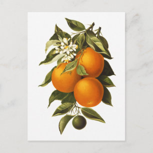 Oranges and Poppies Postcard