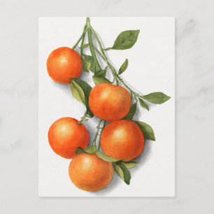 Oranges (Calamondian) Fruit Watercolor Painting Po Postcard
