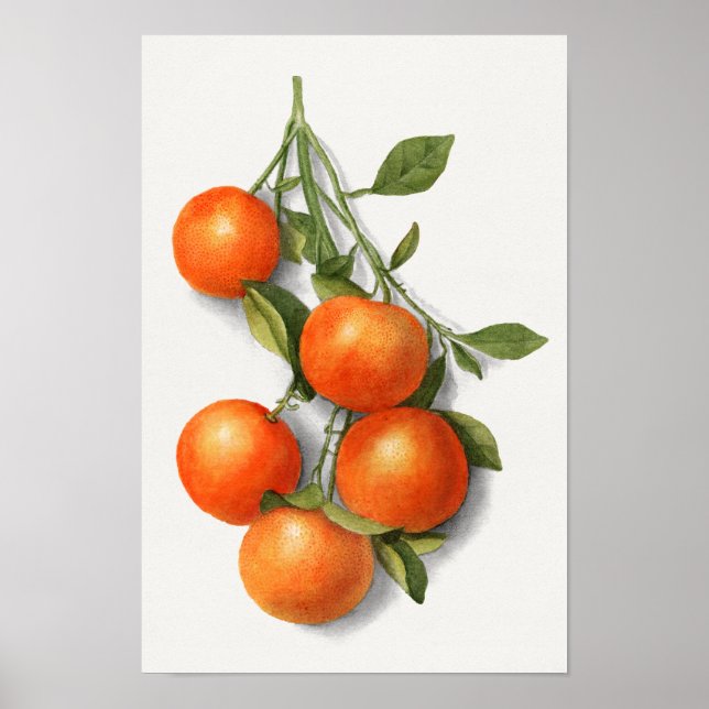 Oranges (Calamondian) Fruit Watercolor Painting Poster (Front)