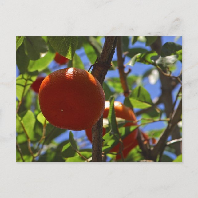 Oranges Fruit Trees Postcard (Front)