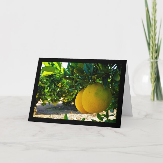 Oranges in Valencia Orange Grove Card (Front)