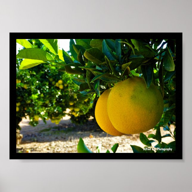 Oranges in Valencia Orange Grove Poster (Front)