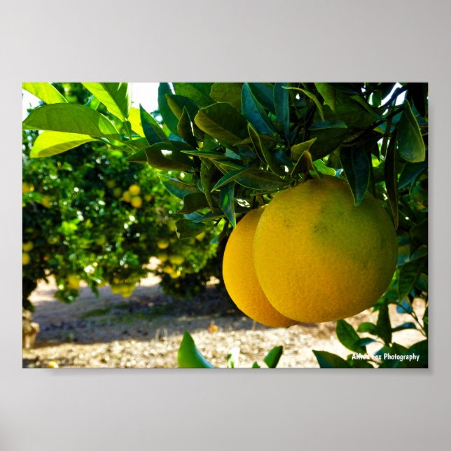 Oranges in Valencia Orange Grove Poster (Front)