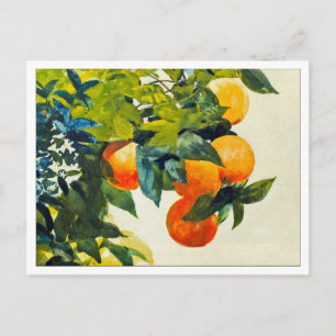 Oranges on a Branch by Winslow Homer Postcard