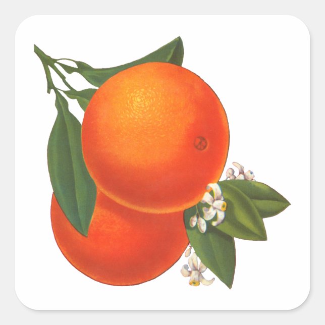 Oranges Vintage Crate Art Sticker Template (Front)