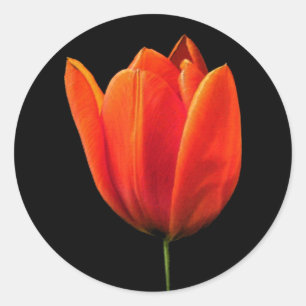 OrangeTulip Classic Round Sticker