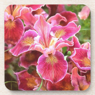 Orangish Pink Iris Coaster