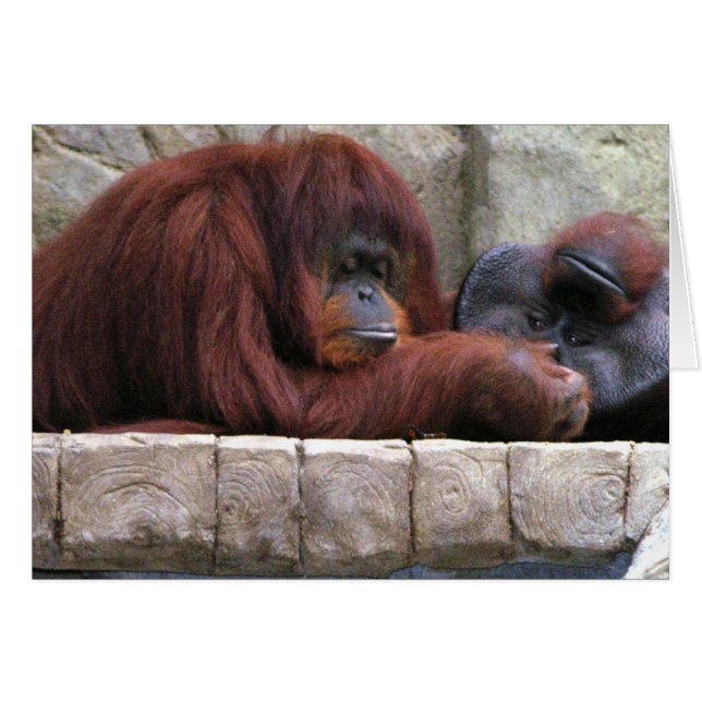 Orangutan (Front Horizontal)