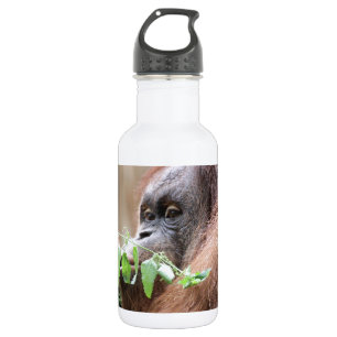 OrangUtan005 532 Ml Water Bottle