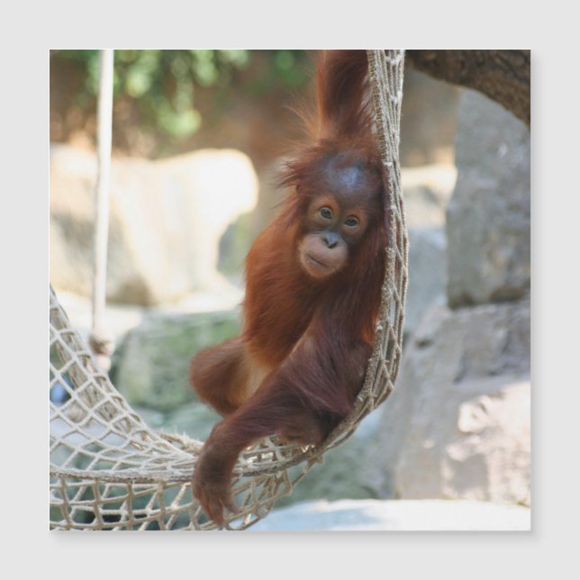 OrangUtan 001 (Front)