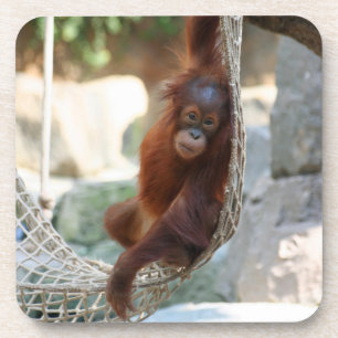 OrangUtan 001 Coaster