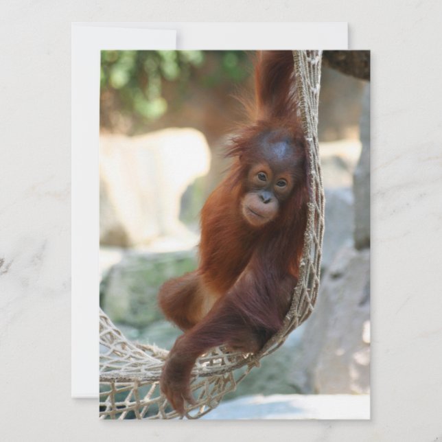 OrangUtan 001 Holiday Card (Front)