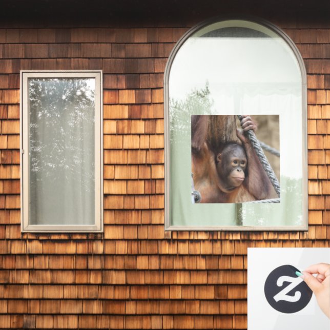 OrangUtan 002 (Home Window)