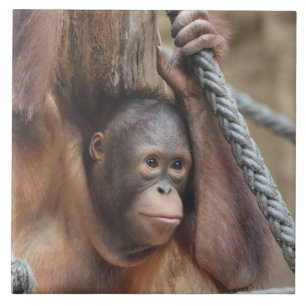 OrangUtan 002 Ceramic Tile