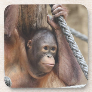 OrangUtan 002 Coaster