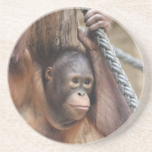 OrangUtan 002 Coaster