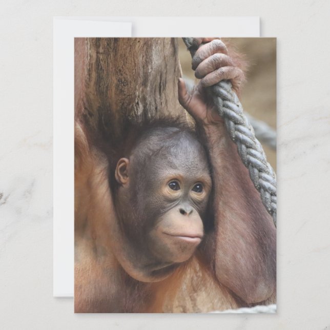 OrangUtan 002 Holiday Card (Front)