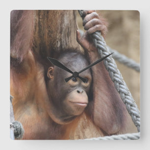 OrangUtan 002 Square Wall Clock