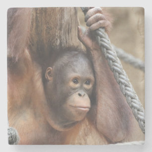 OrangUtan 002 Stone Coaster