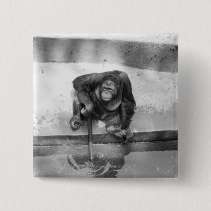 Orangutan 15 Cm Square Badge