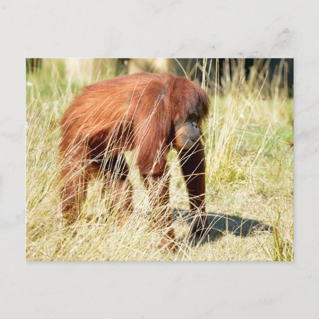 Orangutan among tall grasses holiday postcard (Front)