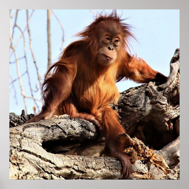 Orangutan Ape Monkey Artwork Photo Poster (Front)