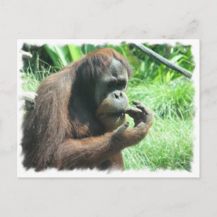 Orangutan Ape Postcard