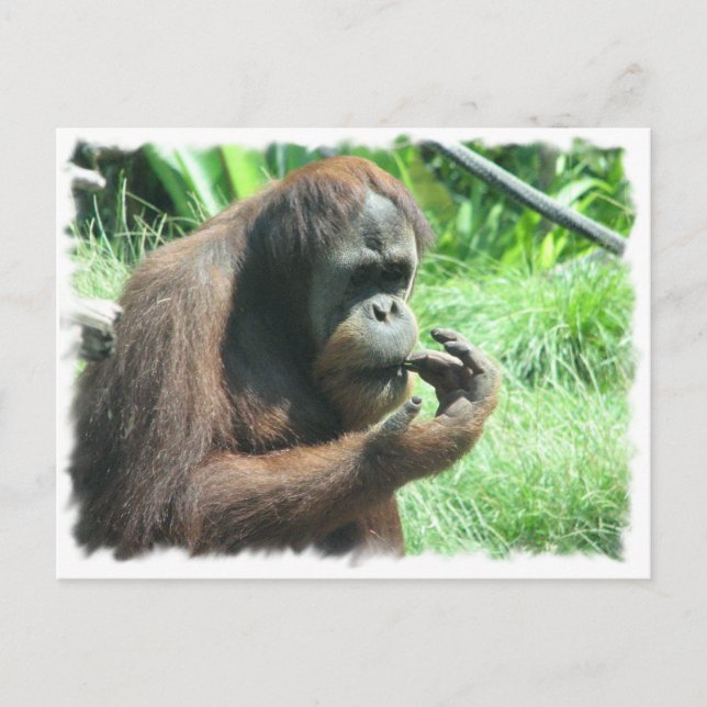 Orangutan Ape Postcard (Front)