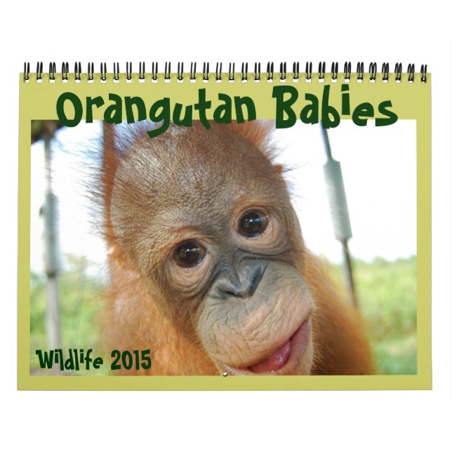 Orangutan Babies Calendar (Cover)