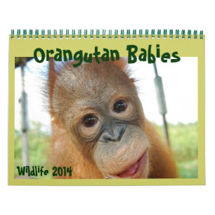 Orangutan Babies Calendar