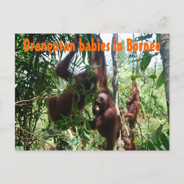 Orangutan babies in Borneo Postcard (Front)