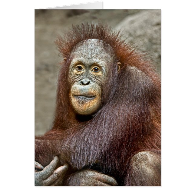 Orangutan Baby (Front)