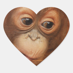 Orangutan Baby Face Heart Sticker