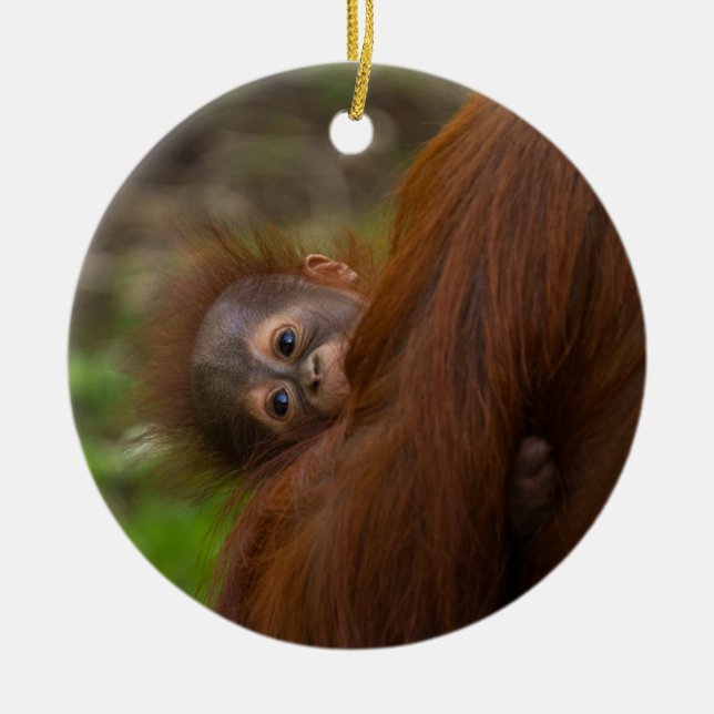 Orangutan Baby Having A Peek Ceramic Ornament (Front)