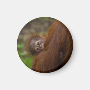 Orangutan Baby Having A Peek Magnet