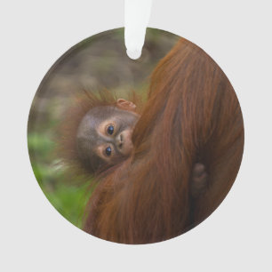 Orangutan Baby Having A Peek Ornament