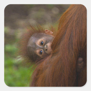 Orangutan Baby Having A Peek Square Sticker