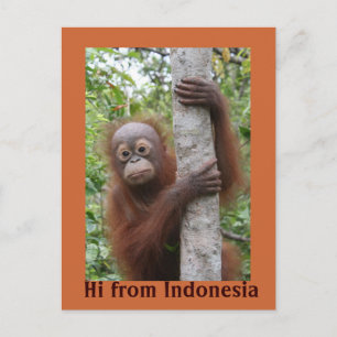 Orangutan Baby Hi from Indonesia Postcard
