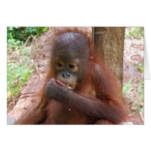Orangutan Baby in Borneo Jungle School