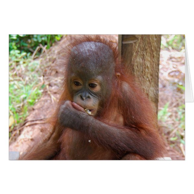Orangutan Baby in Borneo Jungle School (Front Horizontal)