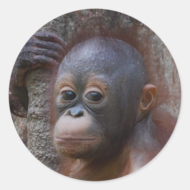 Orangutan Baby in Forest Classic Round Sticker (Front)