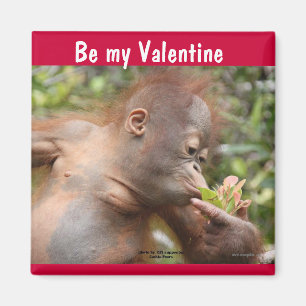 Orangutan Baby Valentine's Day Magnet