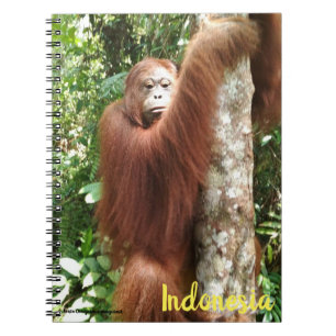 Orangutan Borneo Rainforest Notebook